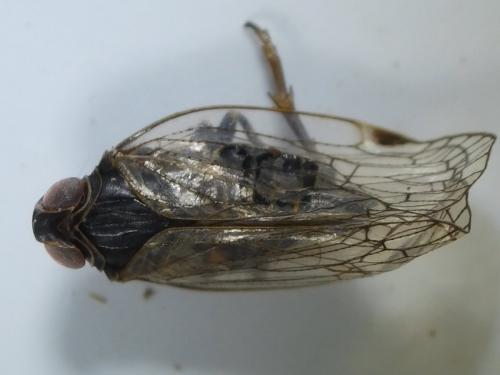 Réf. 279 021 : Reptalus sp.
